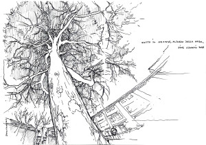 davidovici_nabatree_210128