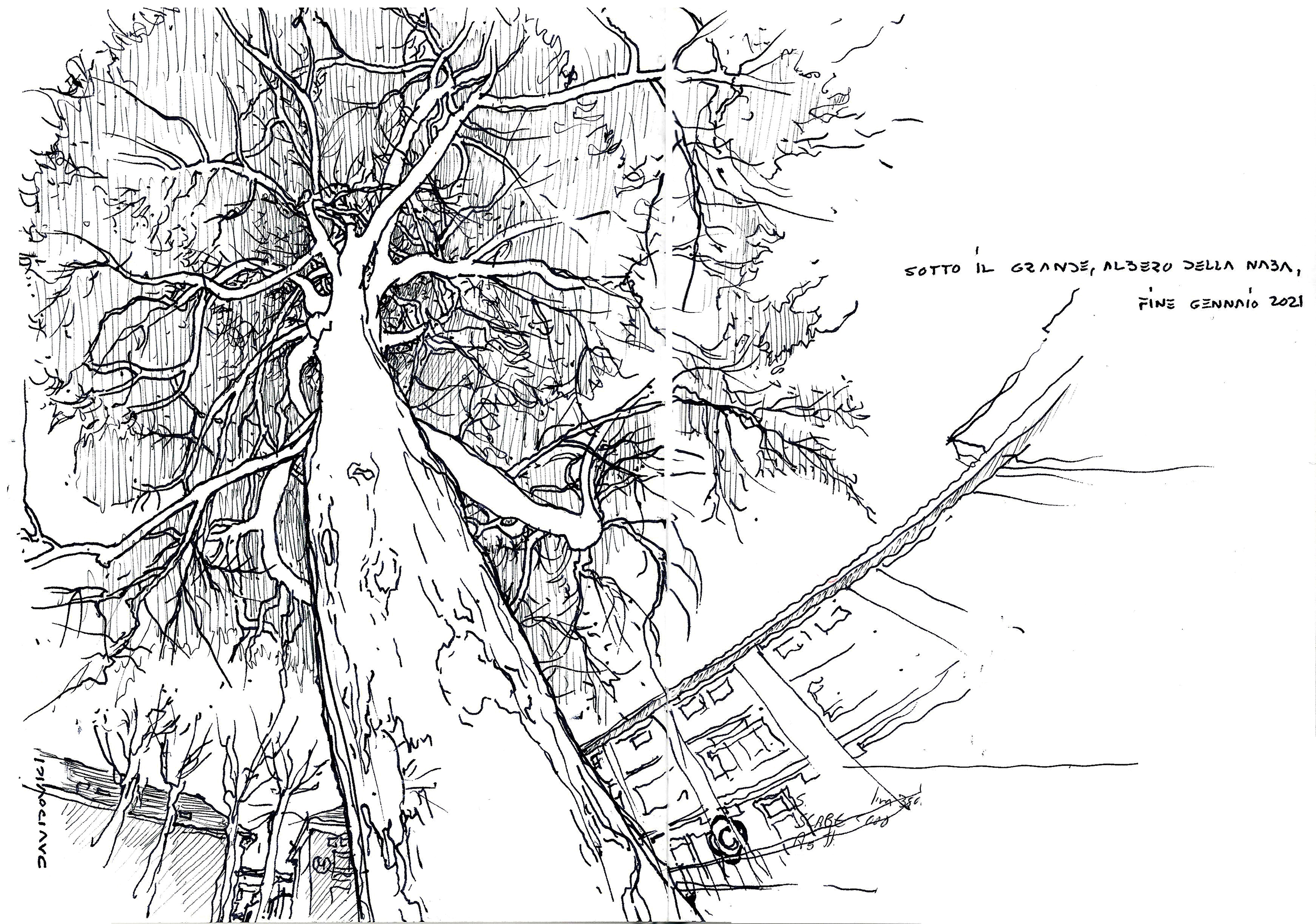 davidovici_nabatree_210128